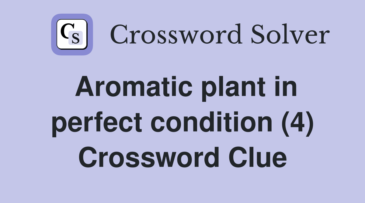 Aromatic plant in perfect condition (4) Crossword Clue