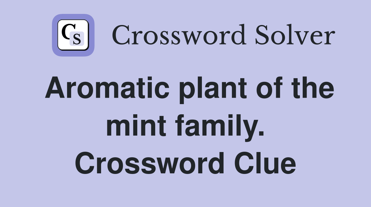 Aromatic plant of the mint family. Crossword Clue