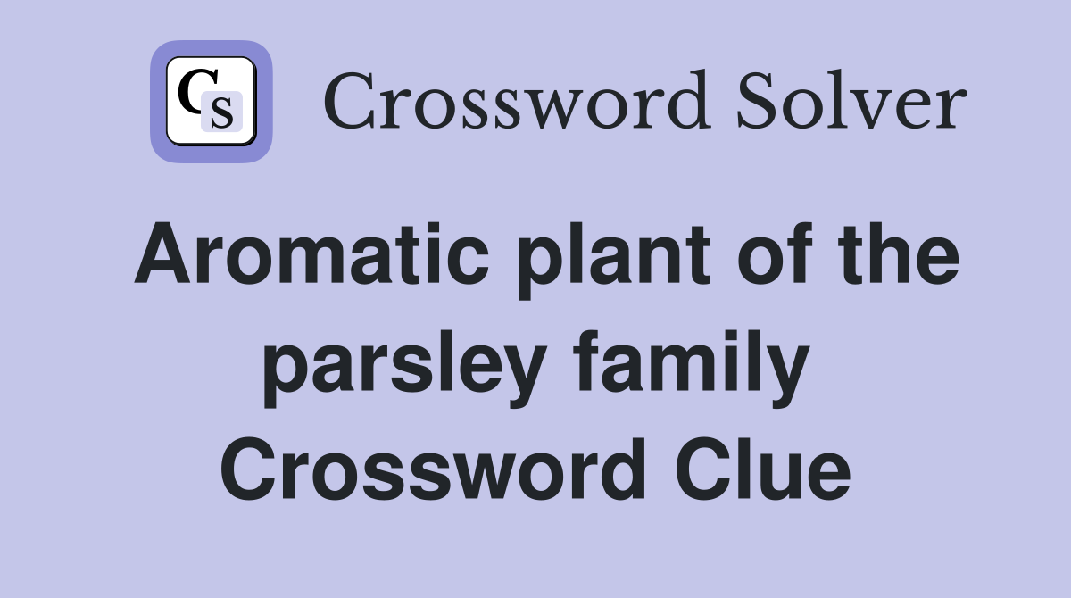 Aromatic plant of the parsley family Crossword Clue