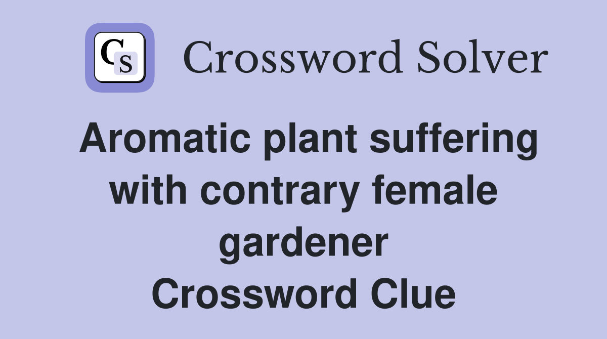 Aromatic plant suffering with contrary female gardener Crossword Clue