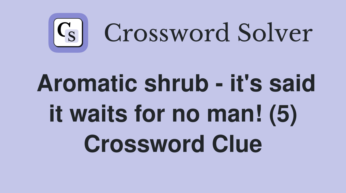 Aromatic shrub - it's said it waits for no man! (5) Crossword Clue