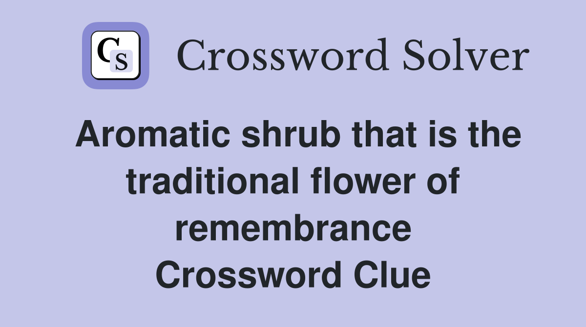 Aromatic shrub that is the traditional flower of remembrance Crossword Clue
