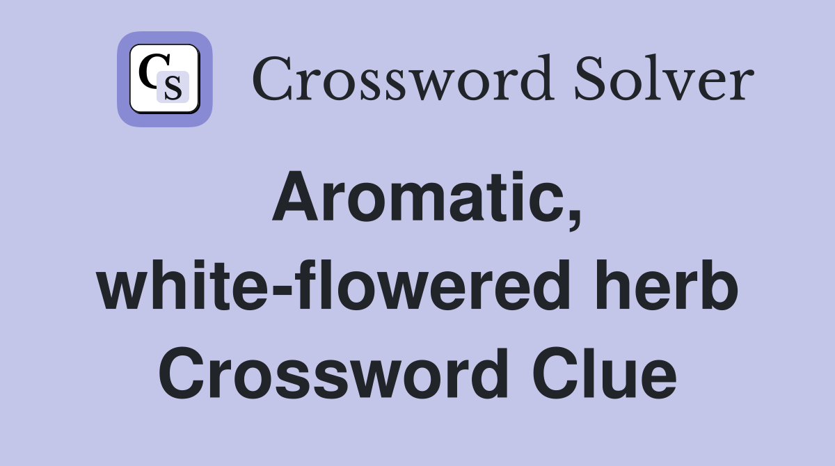 Aromatic, white-flowered herb Crossword Clue