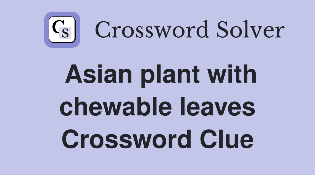 Asian plant with chewable leaves Crossword Clue