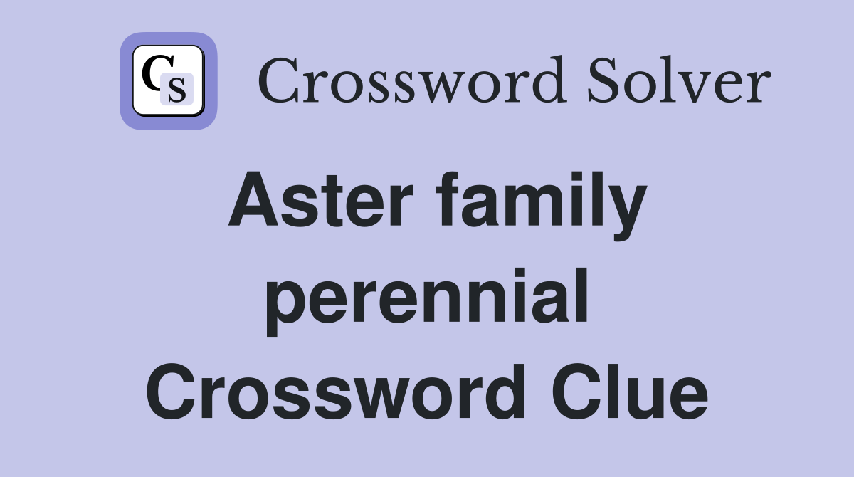 Aster family perennial Crossword Clue