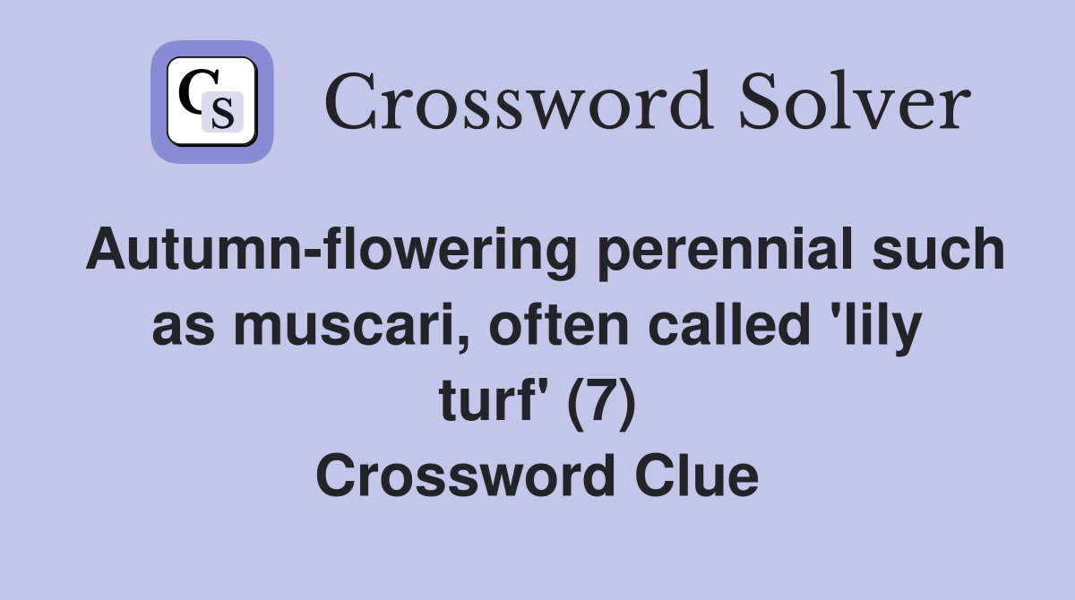 Autumn-flowering perennial such as muscari, often called 'lily turf' (7) Crossword Clue