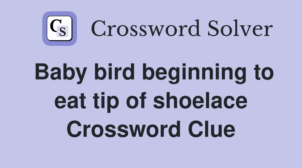 Baby bird beginning to eat tip of shoelace Crossword Clue