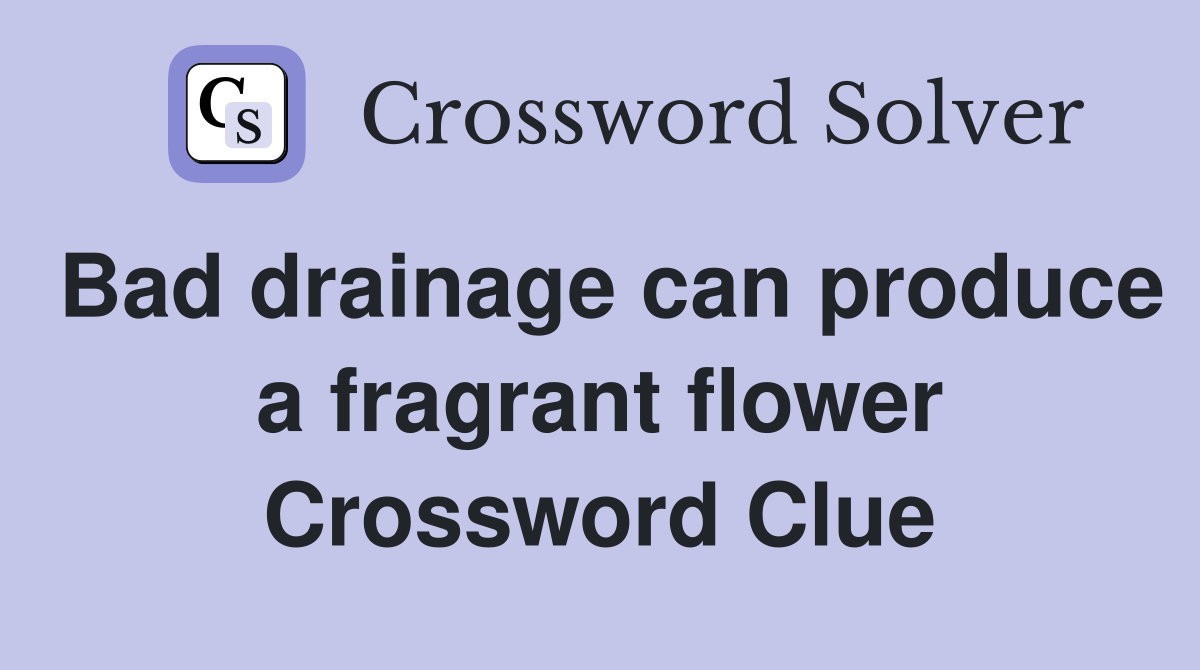 Bad drainage can produce a fragrant flower Crossword Clue