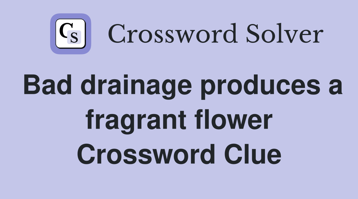Bad drainage produces a fragrant flower Crossword Clue
