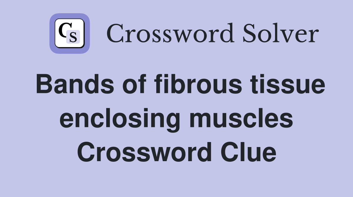 Bands of fibrous tissue enclosing muscles Crossword Clue
