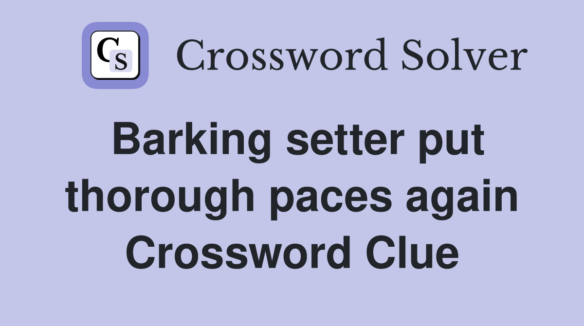 Barking setter put thorough paces again Crossword Clue
