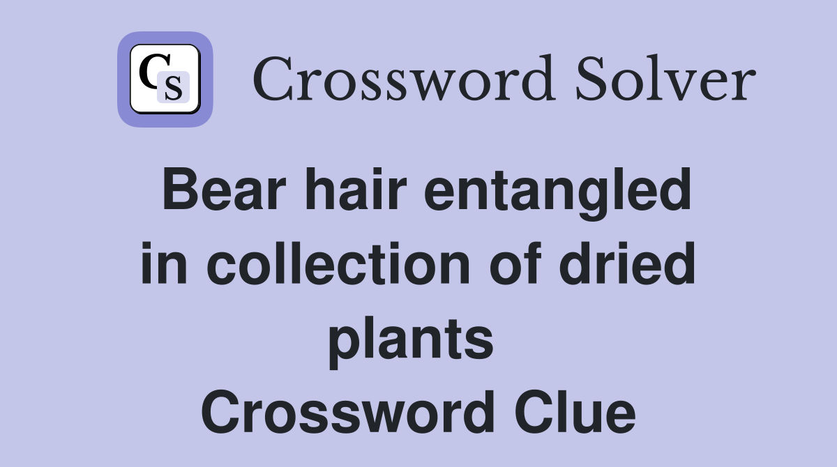 Bear hair entangled in collection of dried plants  Crossword Clue