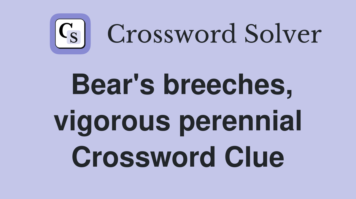 Bear's breeches, vigorous perennial Crossword Clue