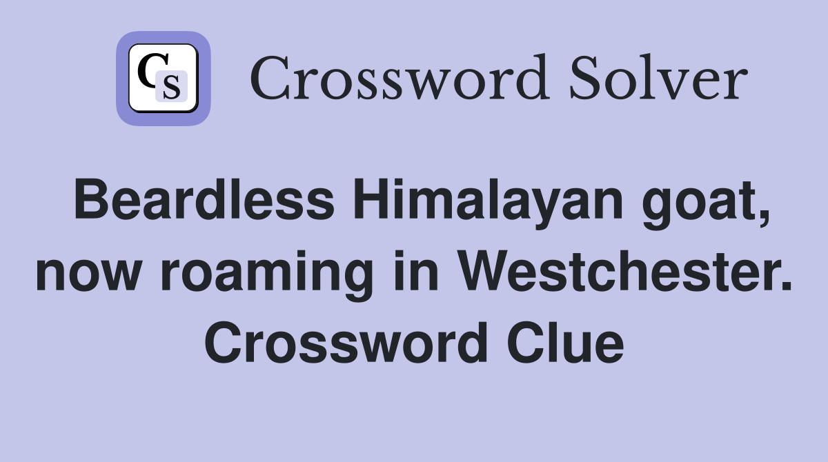 Beardless Himalayan goat, now roaming in Westchester. Crossword Clue