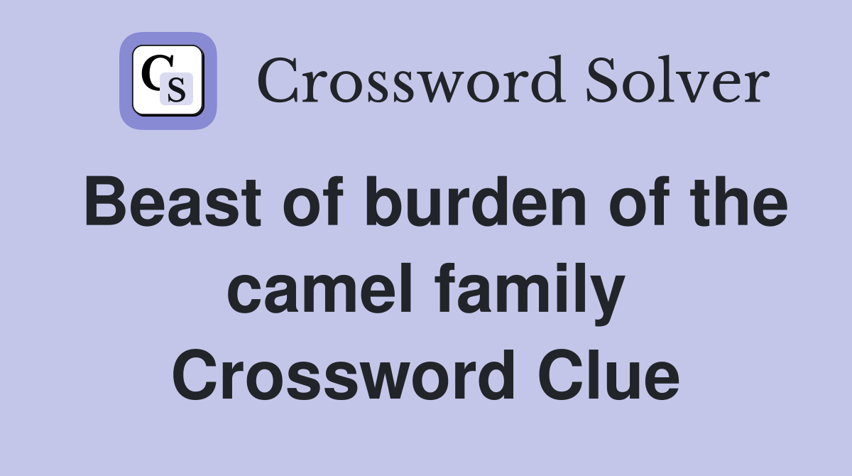 Beast of burden of the camel family Crossword Clue