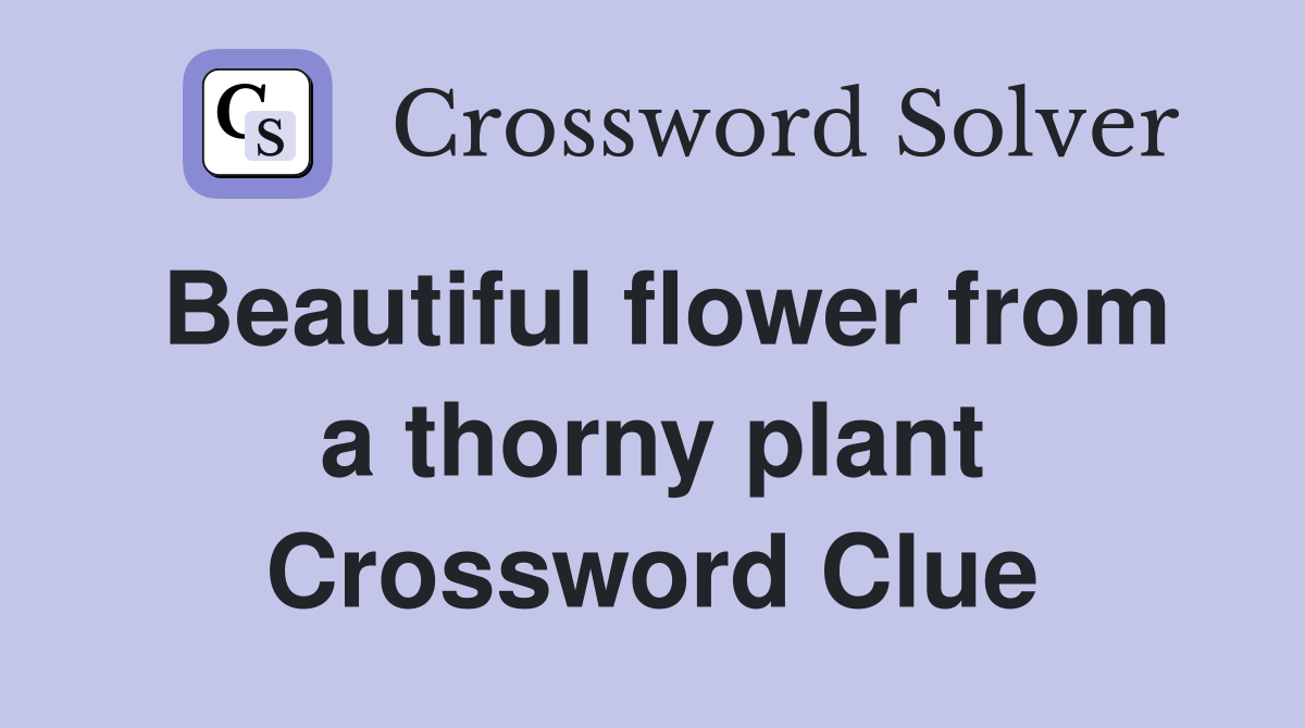 Beautiful flower from a thorny plant Crossword Clue