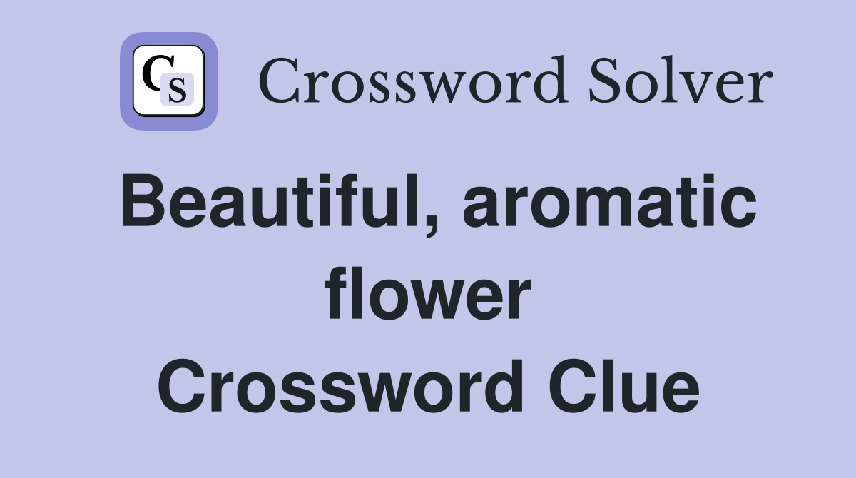 Beautiful, aromatic flower Crossword Clue