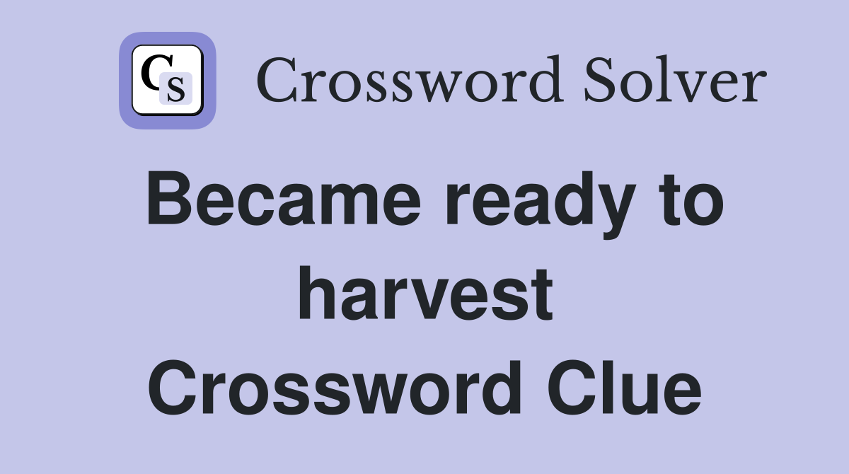 Became ready to harvest Crossword Clue