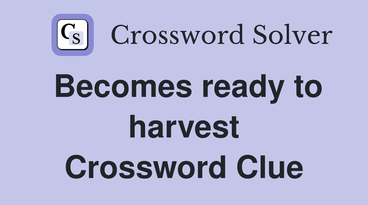 Becomes ready to harvest Crossword Clue