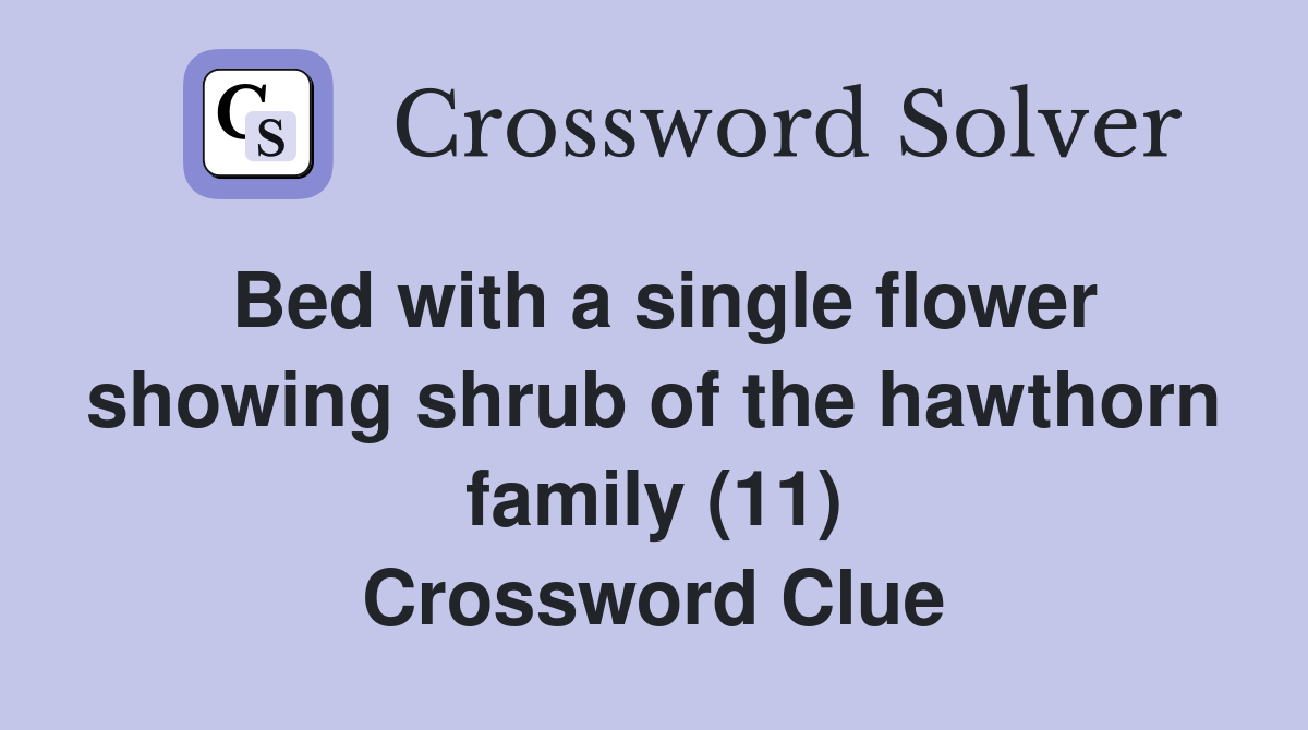 Bed with a single flower showing shrub of the hawthorn family (11) Crossword Clue