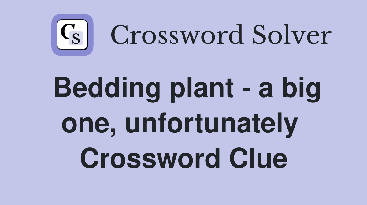 Bedding plant - a big one, unfortunately  Crossword Clue