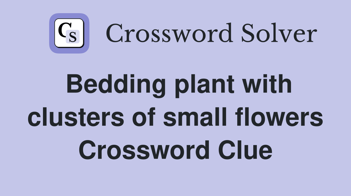 Bedding plant with clusters of small flowers Crossword Clue