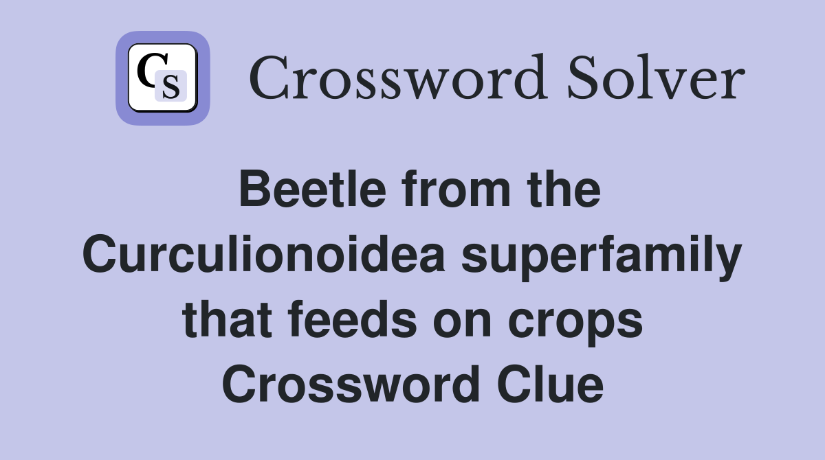 Beetle from the Curculionoidea superfamily that feeds on crops Crossword Clue