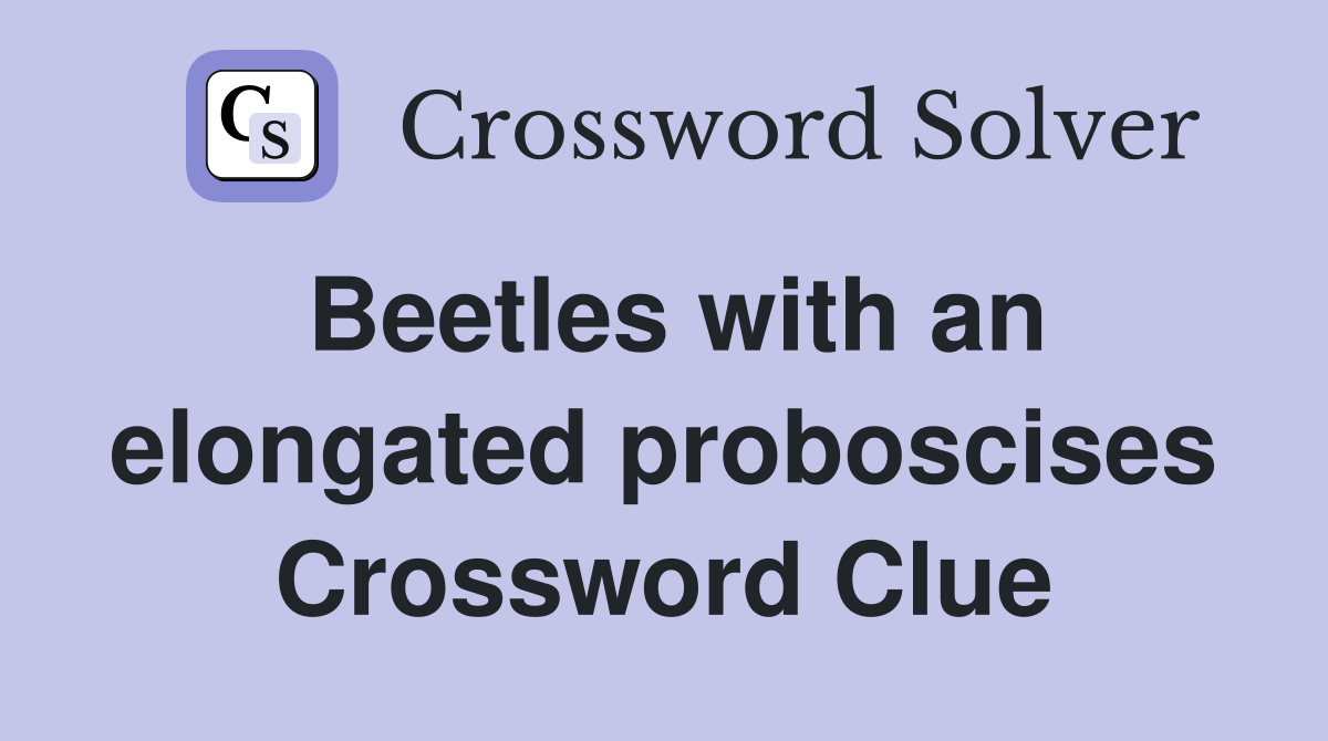 Beetles with an elongated proboscises Crossword Clue
