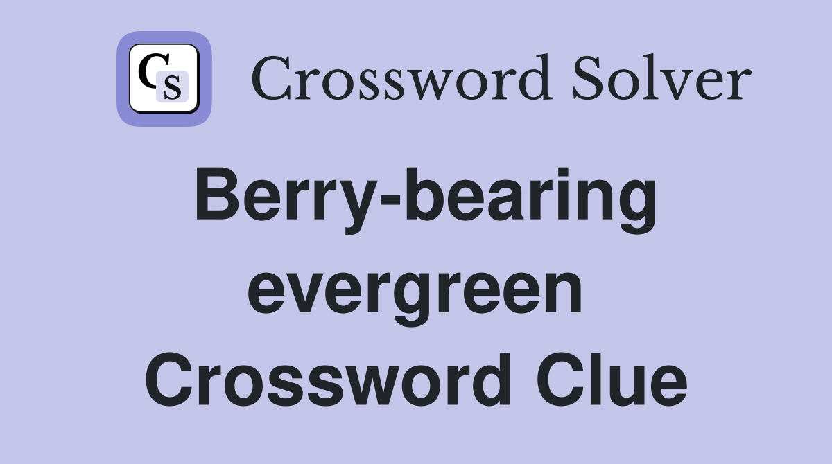 Berry-bearing evergreen Crossword Clue