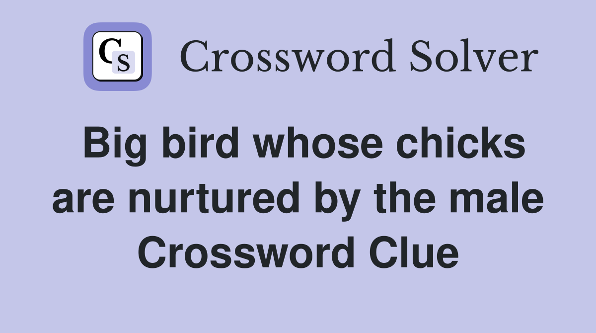 Big bird whose chicks are nurtured by the male Crossword Clue