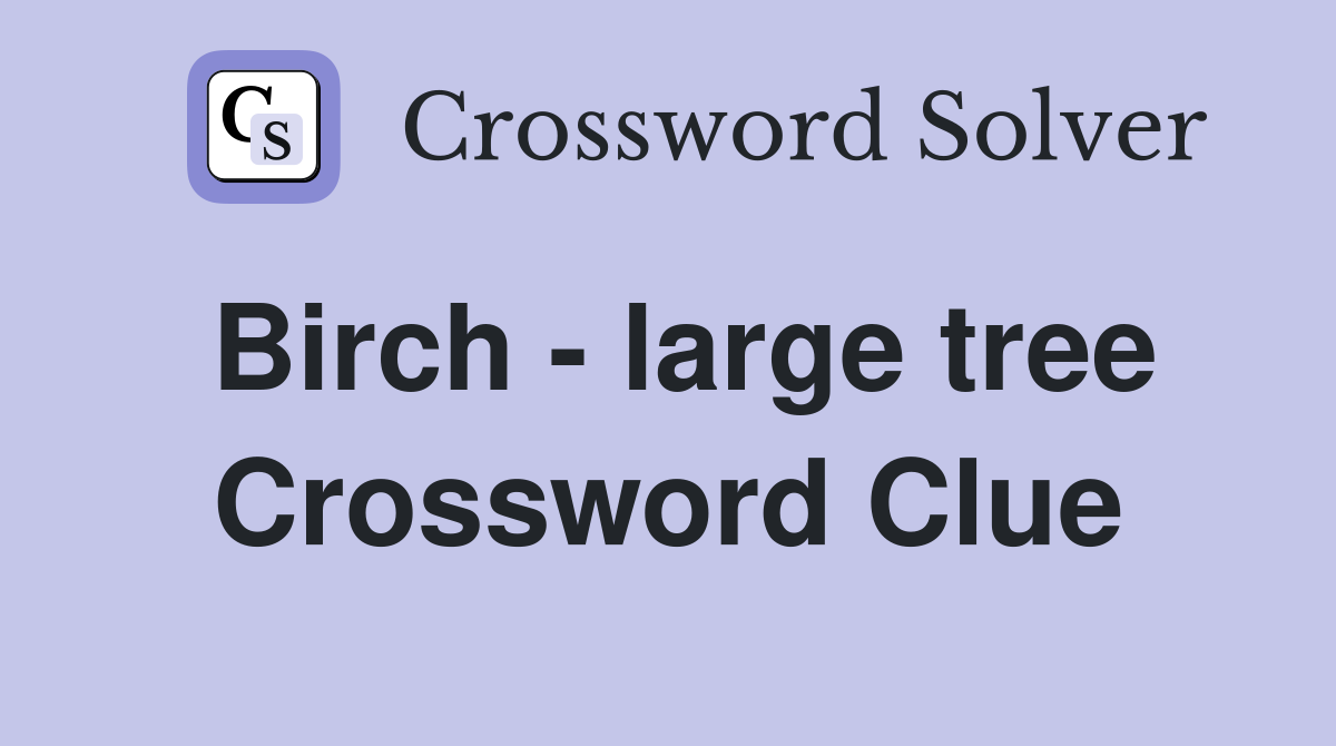 Birch - large tree Crossword Clue