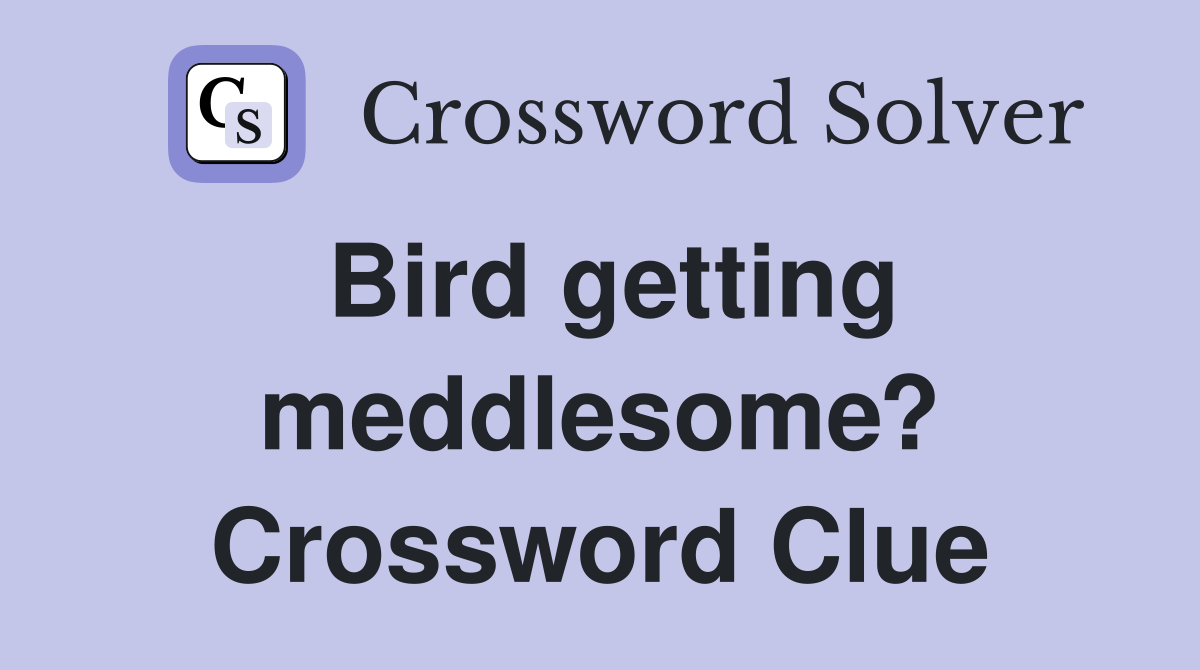 Bird getting meddlesome? Crossword Clue