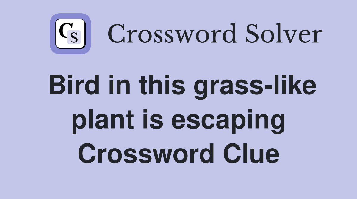 Bird in this grass-like plant is escaping Crossword Clue