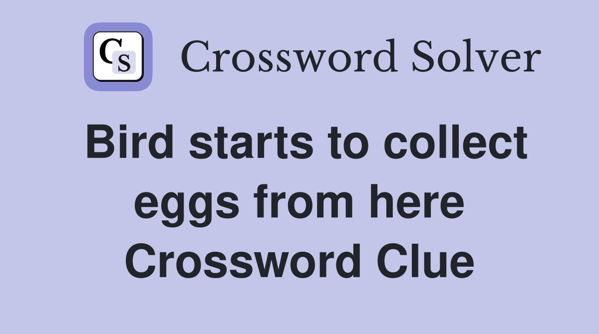 Bird starts to collect eggs from here Crossword Clue