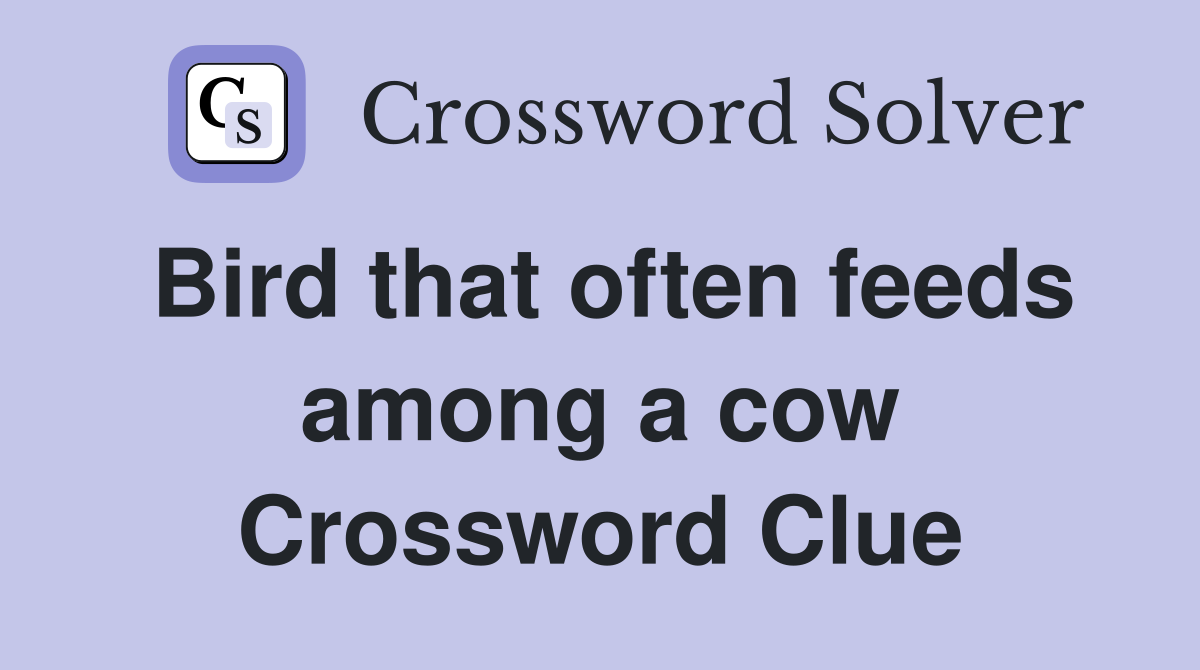 Bird that often feeds among a cow Crossword Clue