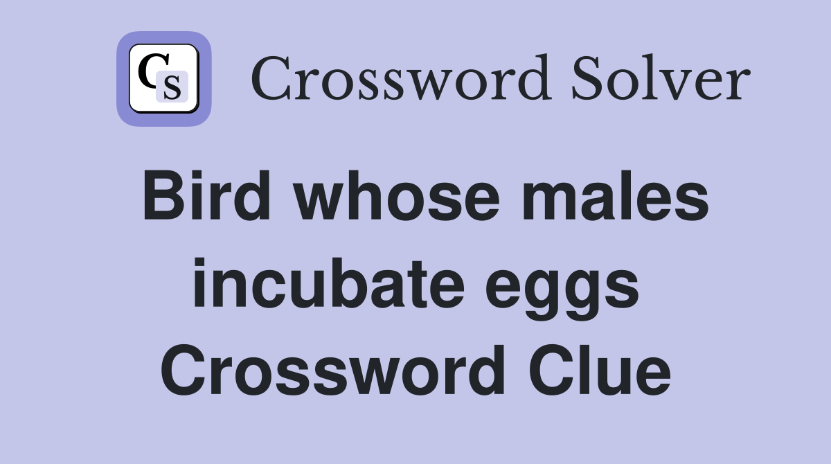 Bird whose males incubate eggs Crossword Clue