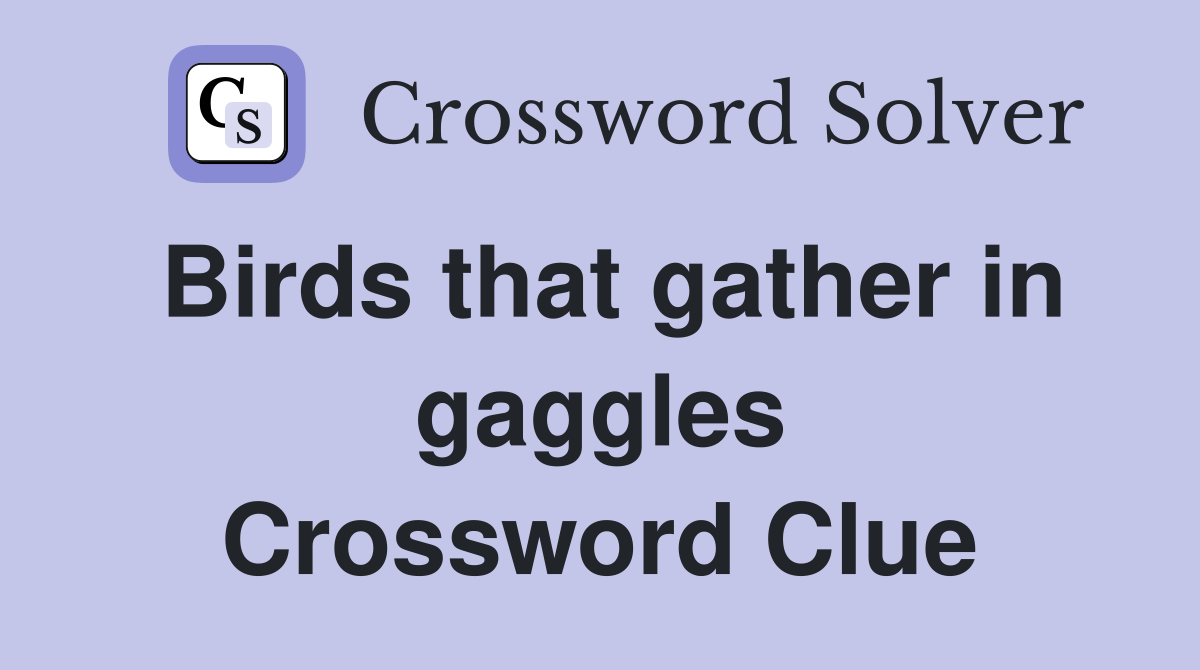 Birds that gather in gaggles Crossword Clue