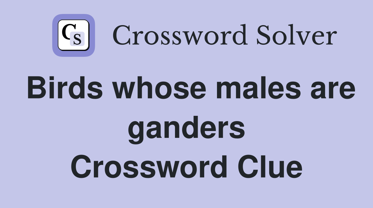 Birds whose males are ganders Crossword Clue