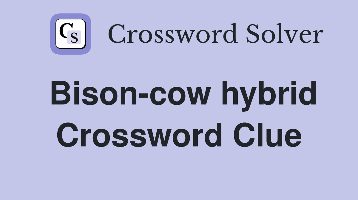 Bison-cow hybrid Crossword Clue