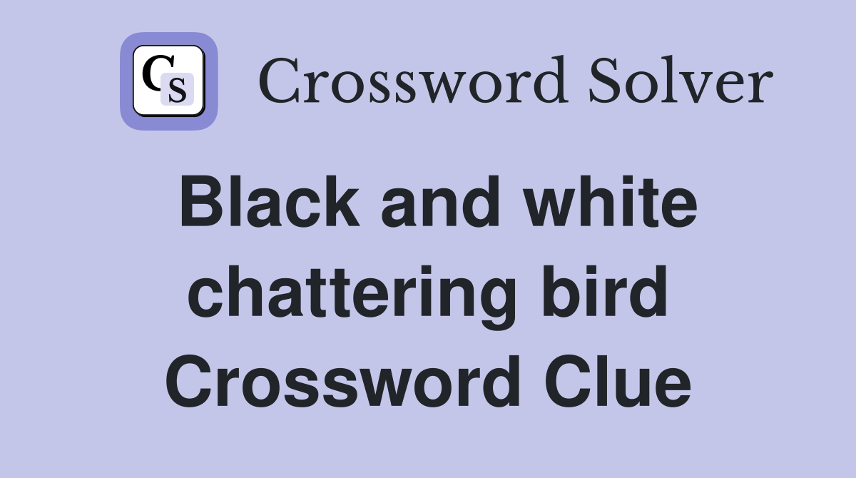 Black and white chattering bird Crossword Clue