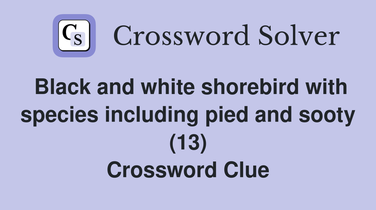 Black and white shorebird with species including pied and sooty (13) Crossword Clue