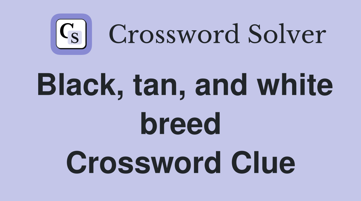Black, tan, and white breed Crossword Clue