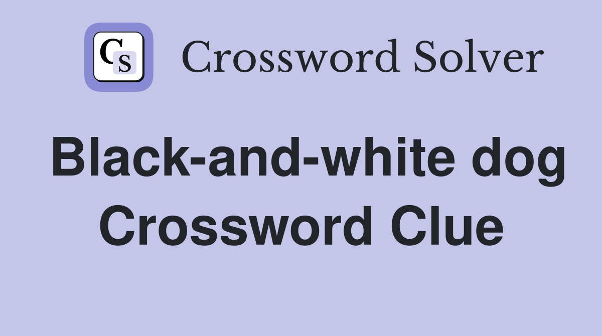 Black-and-white dog Crossword Clue