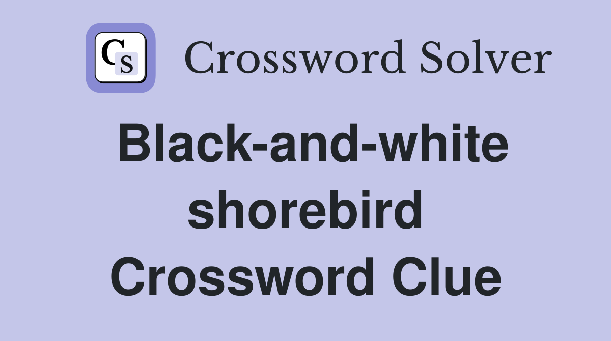 Black-and-white shorebird Crossword Clue