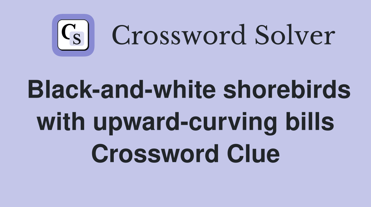 Black-and-white shorebirds with upward-curving bills Crossword Clue