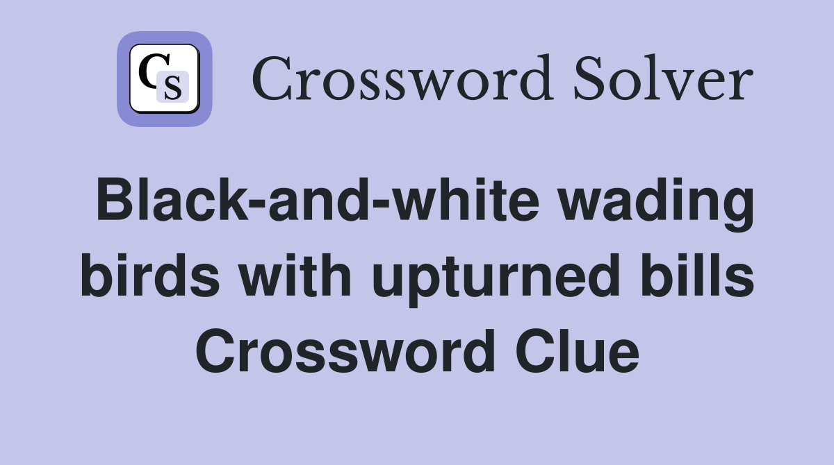 Black-and-white wading birds with upturned bills Crossword Clue