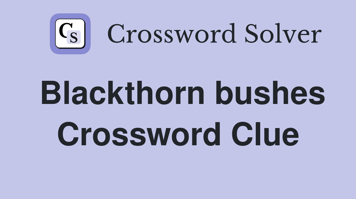 Blackthorn bushes Crossword Clue