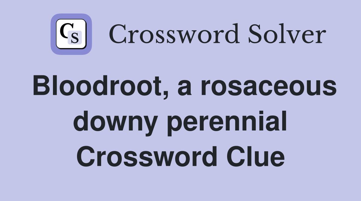 Bloodroot, a rosaceous downy perennial Crossword Clue