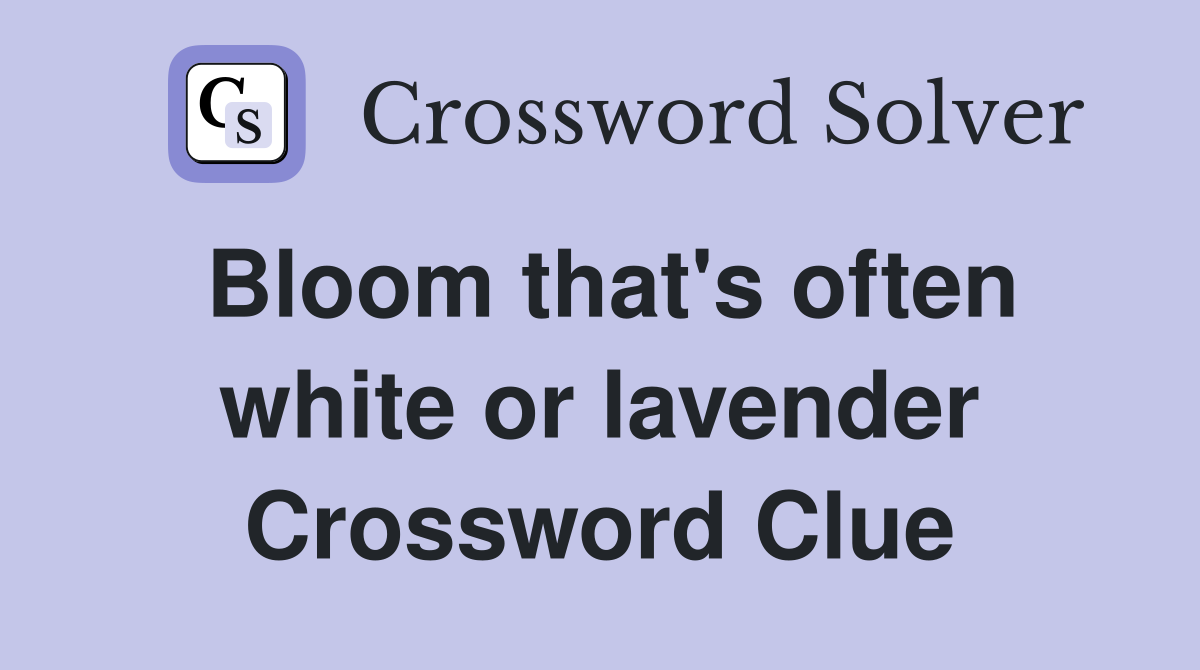 Bloom that's often white or lavender Crossword Clue