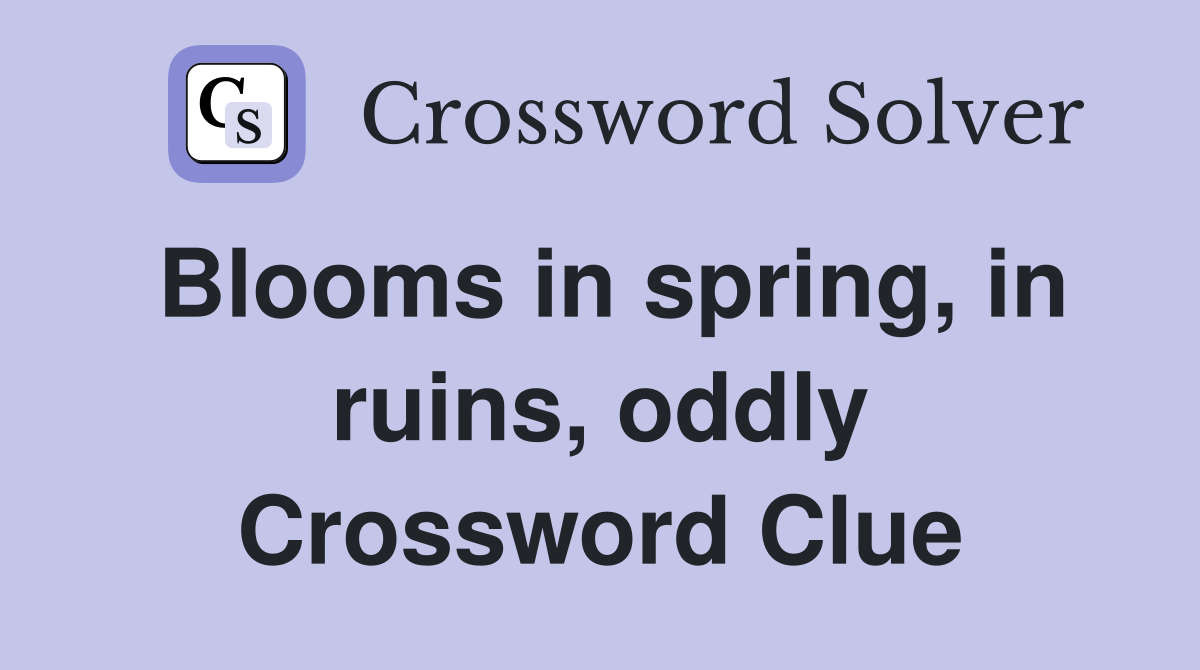Blooms in spring, in ruins, oddly Crossword Clue